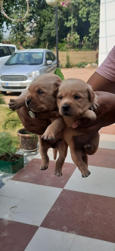 Labrador female puppy