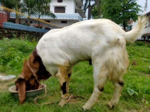 Totapuri Goat — photo 3