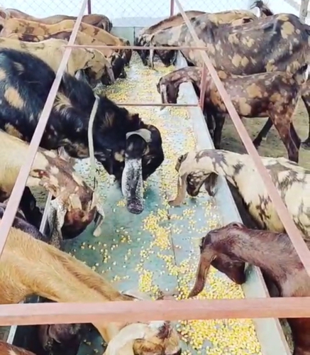 All breed sirohi — photo 3