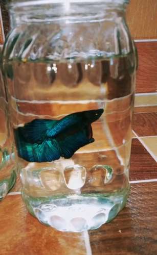 Fish — photo 2