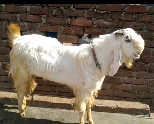 Hansa Goat — photo 3