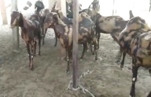 Gujari Goat