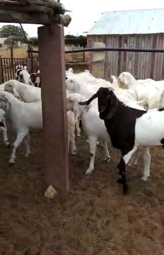 Sojat Goat — photo 6