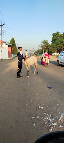 Kathiyawadi Horse — photo 2
