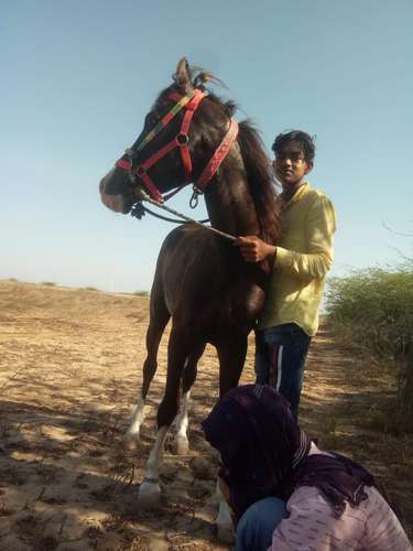 Marwadi & Sindhi Mix Horse — photo 6