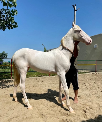 Nukri filly horse — photo 4