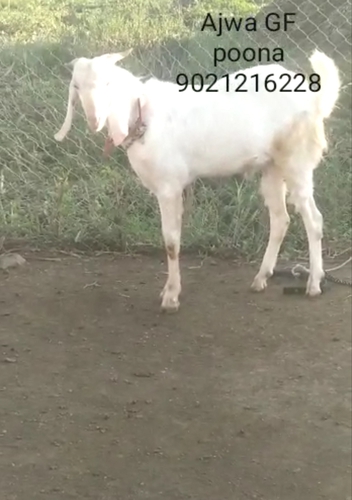 Patira Goat  — photo 6