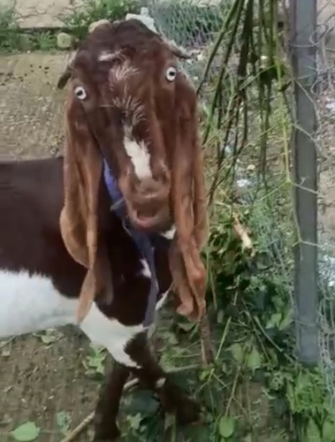 Jamunapari Goat