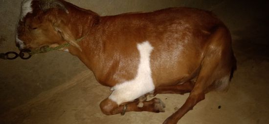 Male goat — photo 4