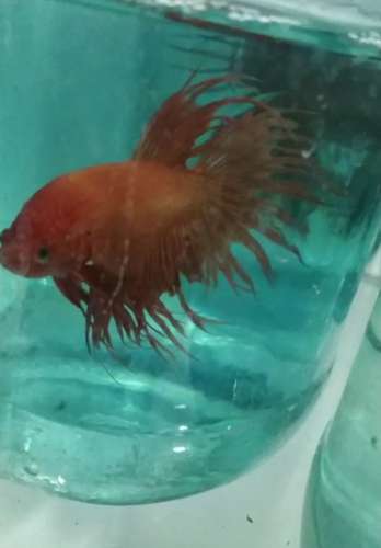 Crown Tail Fish