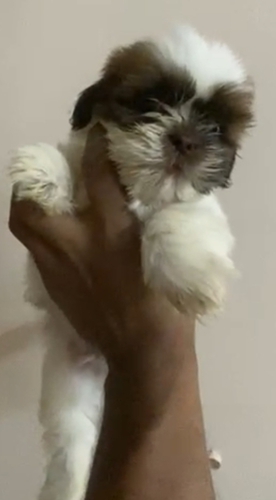 Shitzu Puppy