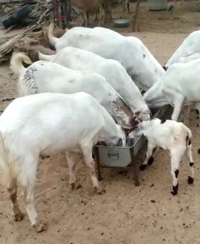 Sojat Goat