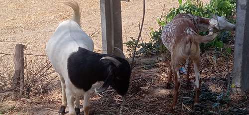 Desi goat — photo 4
