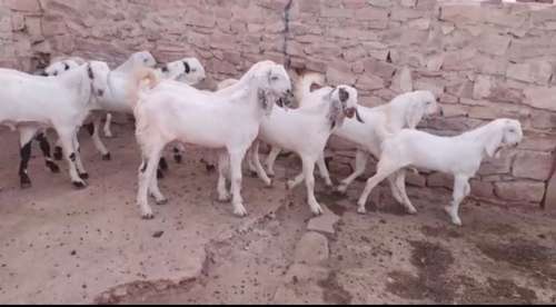 Sojat Goat — photo 2