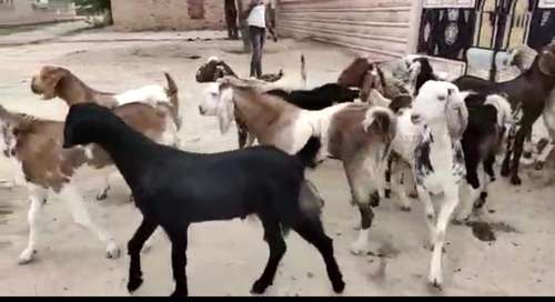 Sirohi khasi Goat — photo 2