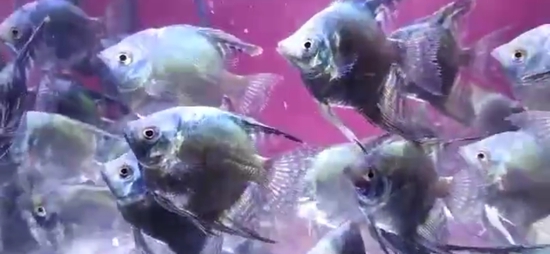 Angel fish  — photo 2
