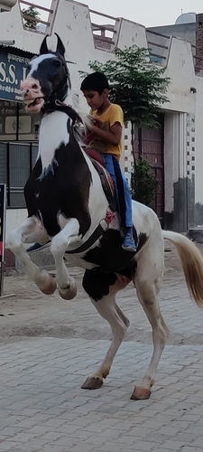 Ablak Horse — photo 2