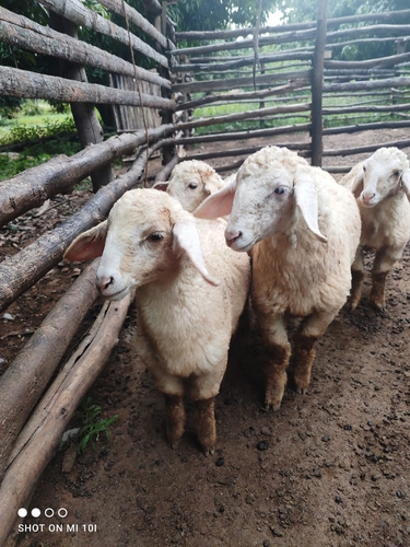 Kergawal Sheep — photo 2