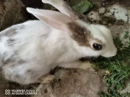 Amazing rabbits