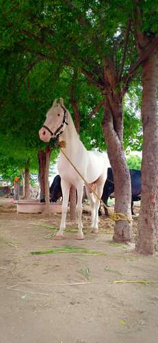 Nukra Horse — photo 3