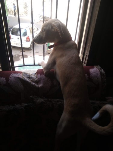 Dog
