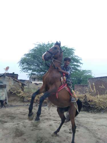 Desi Marwadi Horse — photo 3