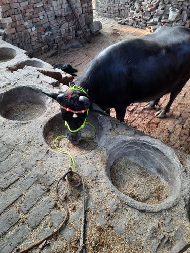 Murrah bhains — photo 2