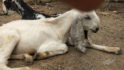 Beetal Goat white eyes — photo 3