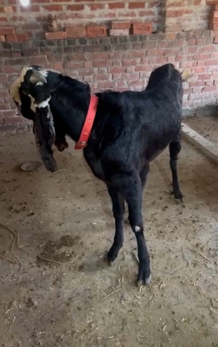 Goat — Beetal Goat, Uttar Pradesh, India
