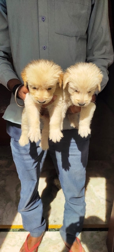 Golden Retriever — photo 6