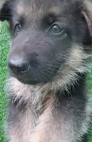 German shepherd