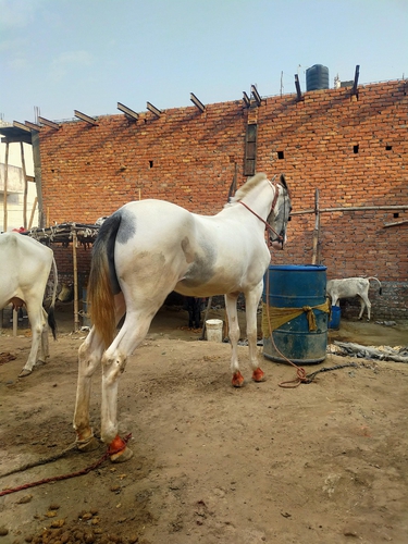 Nukra Horse — photo 3
