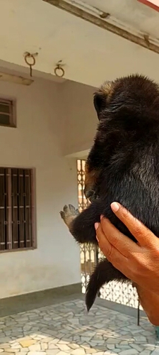German shepard female