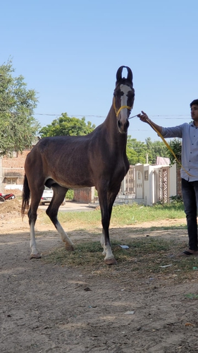 Marwari Mare — photo 3