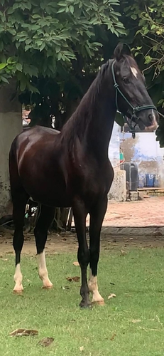 Marwari Horse  — photo 4