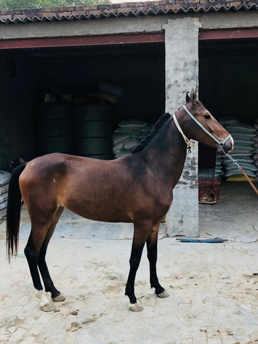 Marwari Horse — photo 5