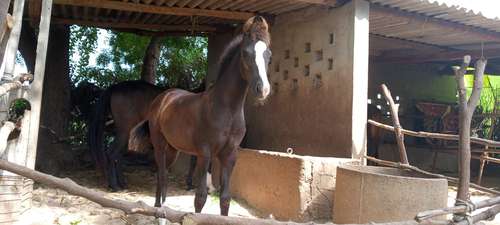 Marwadi Horse 🐎 — photo 3