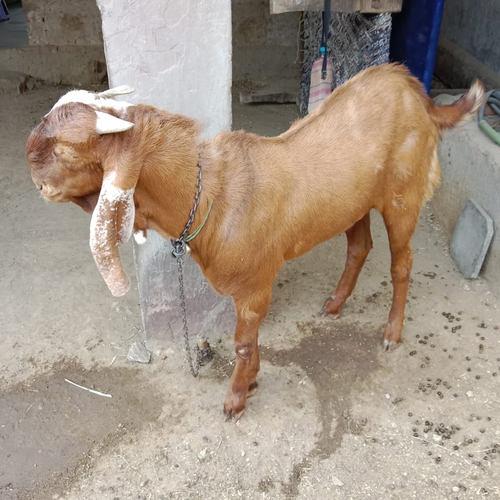 Totapuri Goat — photo 2