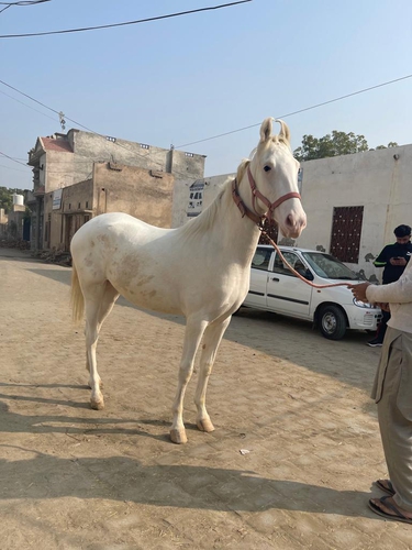 Nukri Horse — photo 5