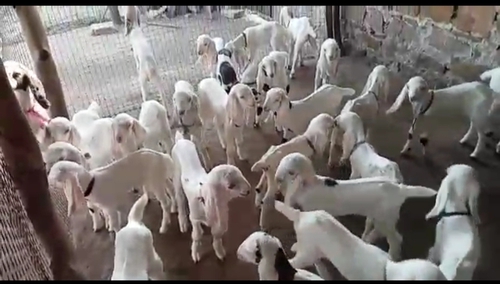 Sojat Goat