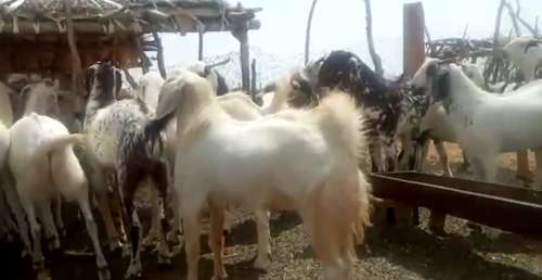 Sojat Goat — photo 3
