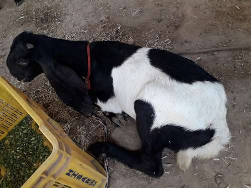 Beetal Goat  — photo 2