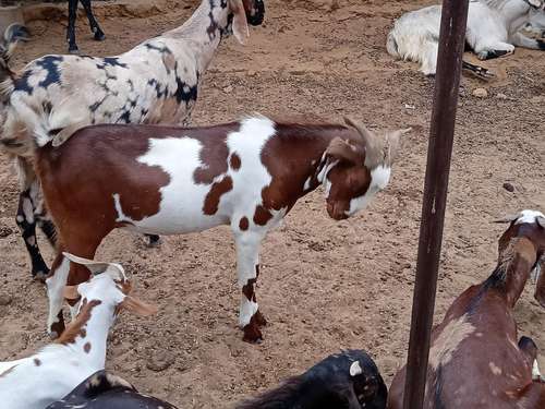 Sirohi Goat — photo 6