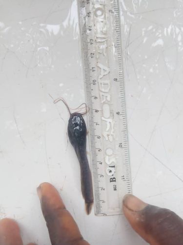Standard sized Clarias — photo 2
