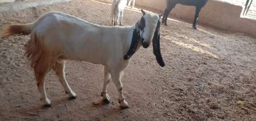 Jamuna paari