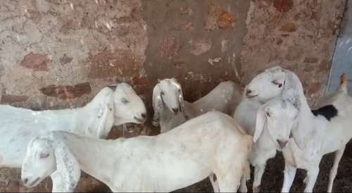 Sojat  Female Goat — photo 4