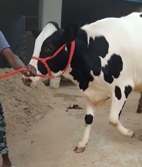 Cow for sale in Fridkot — photo 2