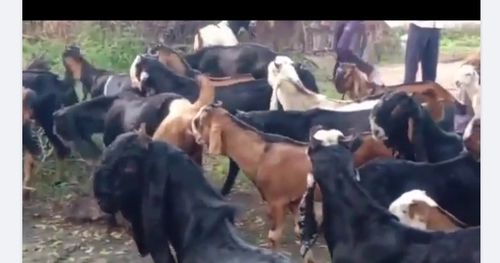 Cutting goat  — photo 4