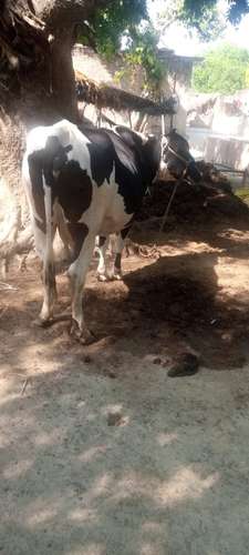Cow ambersree — photo 3