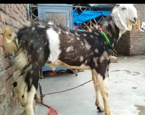 Gujri Goat — photo 5